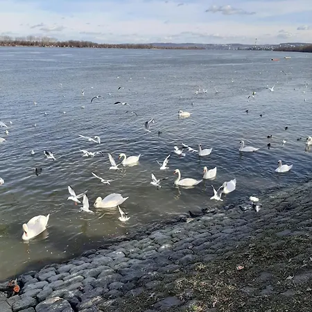 River * 贝尔格莱德